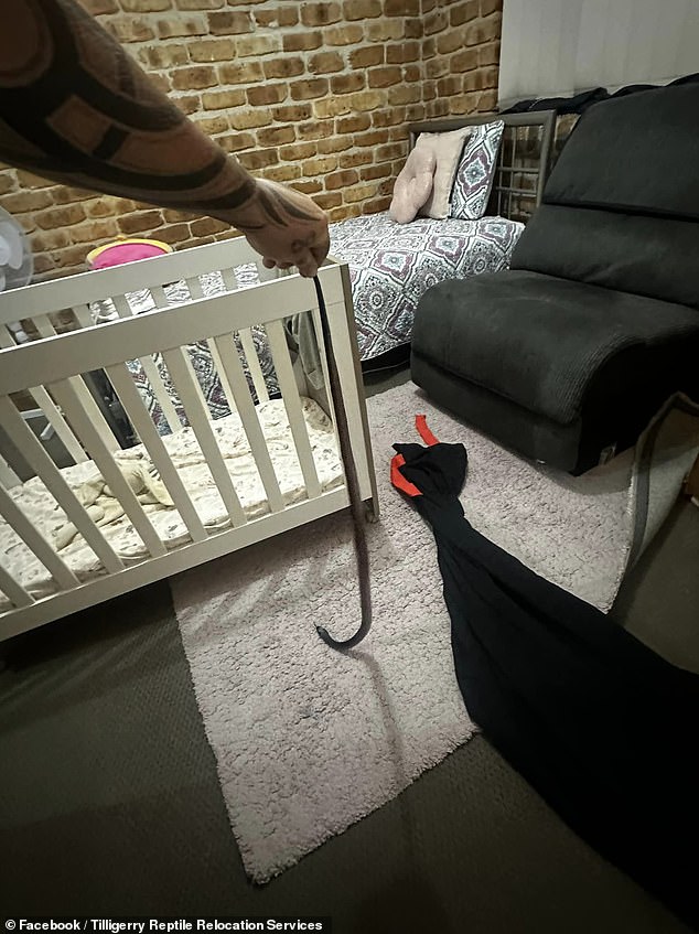 A family in the Hunter Valley region of NSW found one of the country's deadliest snakes under their baby's bed on Tuesday