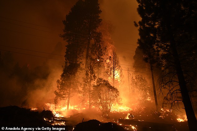 The fire was caused by a gender reveal photo shoot