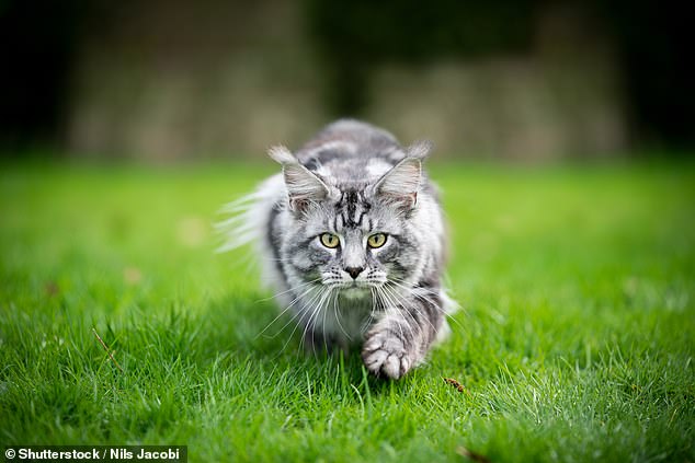 In a YouTube video for LoveTheGarden, Suzanne Hall said there is a plant that forces cats to 'run a mile' (stock image)