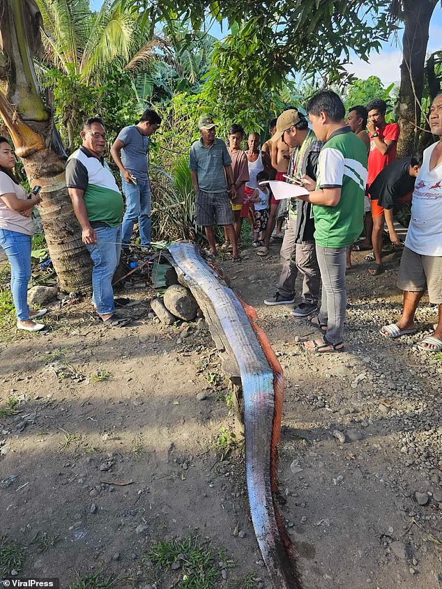 A rare 3.5-meter oarfish discovered bloody and deformed on the coast in Leyte province, Philippines