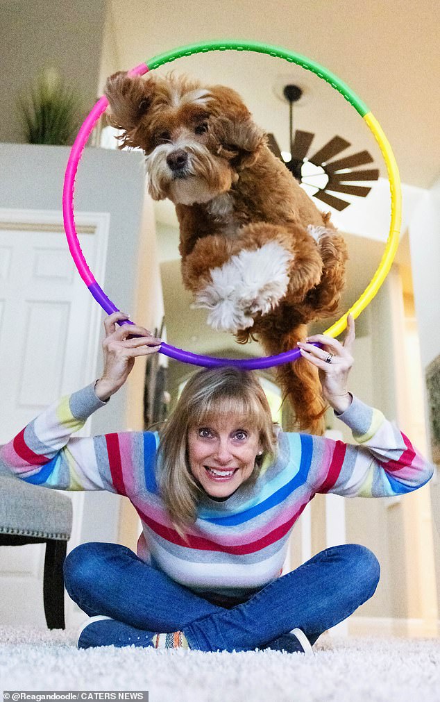 Sandi Swiridoff, 63, from Oregon in the US, taught her golden labradoodle Reagan 25 new tricks, including jumping through hoops