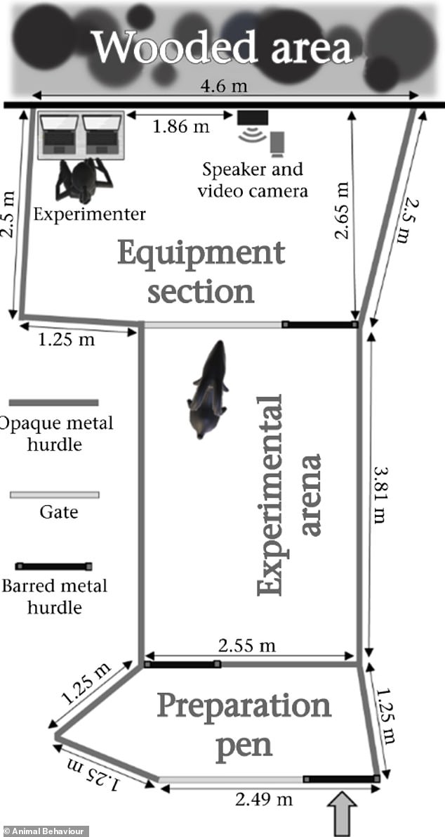 Experimental setup: Through a loudspeaker in their enclosure, the goats heard a series of human voices saying the words 