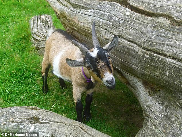 Goats can tell the difference between a happy-sounding human voice and an angry-sounding voice, the new research shows