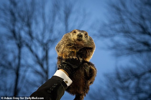 Just after sunrise, Punxsutawney Phil stepped out of his den during the annual celebration at Gobbler's Knob, Pennsylvania, and didn't see his shadow.