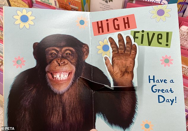 Connor is a chimp who was one of their star chimps that appeared on several Hallmark greeting cards, but they have now been dumped after a pressure campaign by PETA