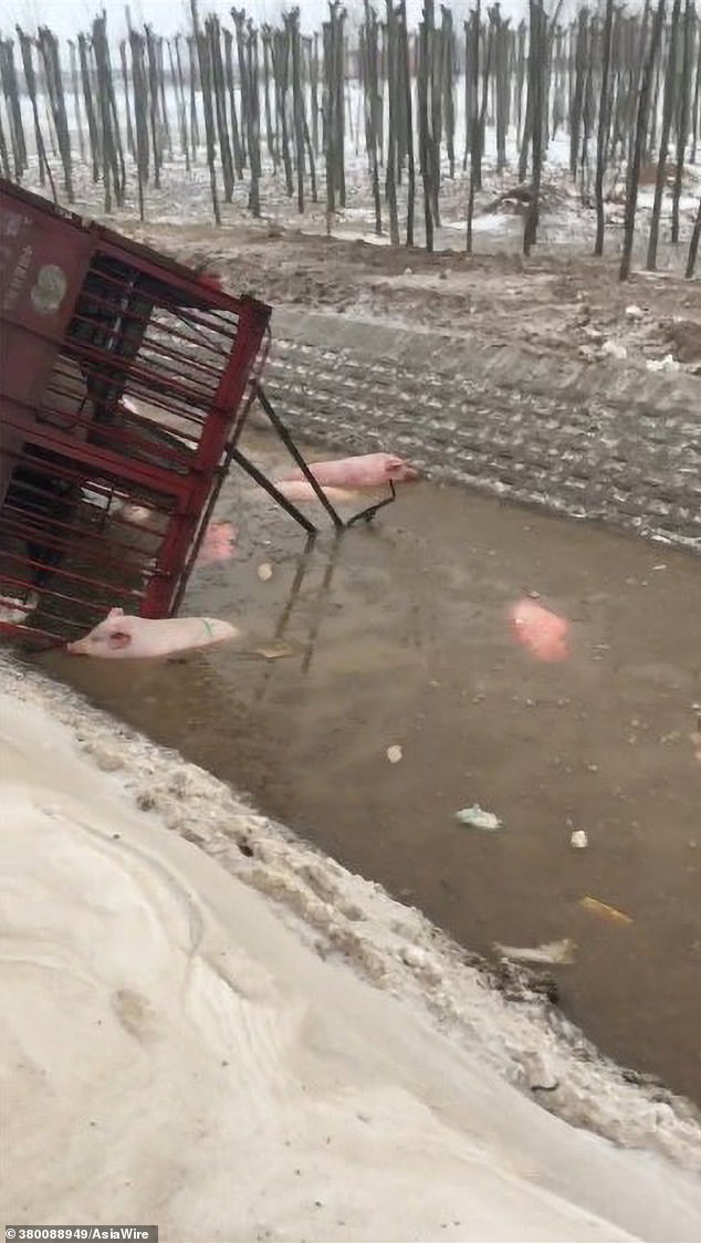 Disturbing footage shows several pigs struggling to tread water in the icy river after the truck they were in collided with another oncoming truck and overturned