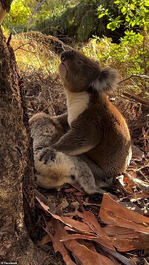 A rescuer from South Australia's Koala Rescue Inc found a male koala huddled over the body of a dead female koala at the base of a tree in the Coromandel Valley, southeast of Adelaide.