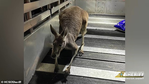 The Hillsborough County Sheriff's Office responded to a 911 call from a woman who saw the kangaroo hopping around her North Tampa complex on February 8.