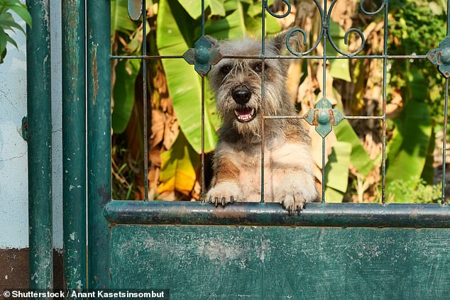 The shocked woman said she doesn't know if her dog barks all day when she's at work, but that he 'doesn't bark too much' when she's at home (stock image)