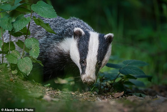 Badgers and their nests are protected under UK wildlife law, but culls can be carried out under special permits to stop the spread of bovine tuberculosis