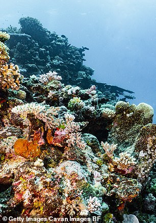 Forecast: The Great Barrier Reef is an iconic Australian tourist destination (stock image)