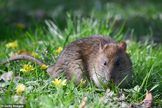 To most people, especially avid gardeners, rats are considered not only pests, but nightmarish pests when maintaining an outdoor space.