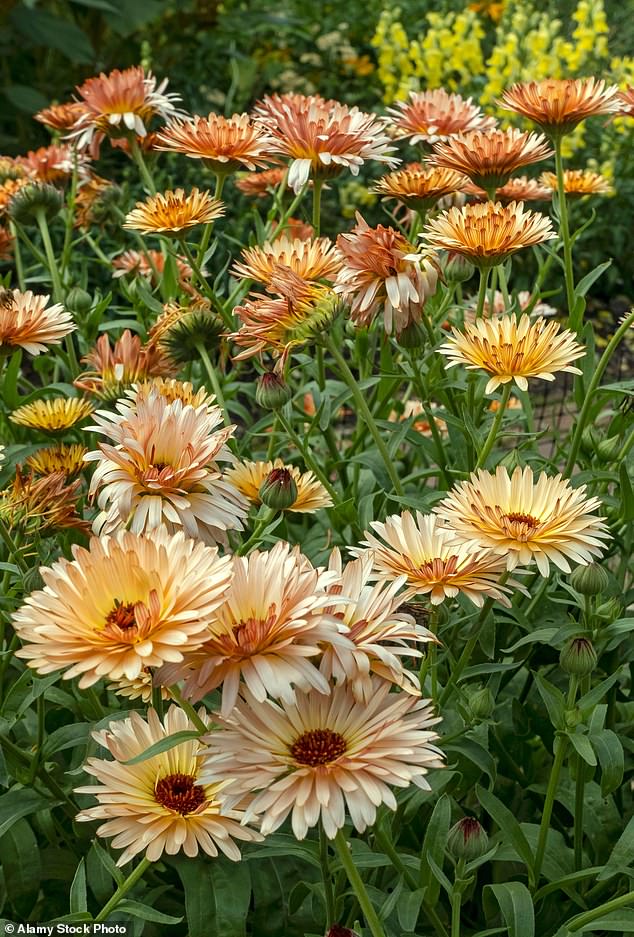 Another natural method that can be used to banish rats from gardens is to plant marigolds next to crops, as they emit an odor that rats find particularly unpleasant.