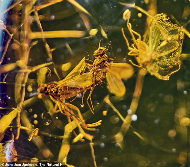 Two long-legged flies were mating when they were coated in sticky tree resin, which hardened and formed amber.  The stunning image of the stricken insects has been unveiled along with a number of others by the Natural History Museum to mark Valentine's Day