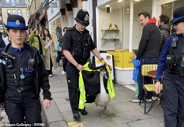 A police officer and two community support workers guide a lost swan back to the river at Pulteney Bridge in Bath in October