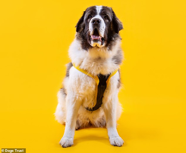 The Caucasian Shepherd Dog was found to be the breed with the lowest average life expectancy, living an average of just 5.4 years (stock image)