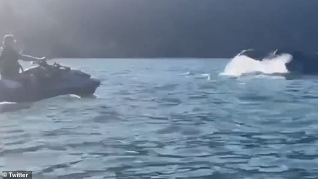 In a June 2023 video circulating on social media, a man is seen riding a watercraft close to a whale and apparently recording the encounter on a cell phone.