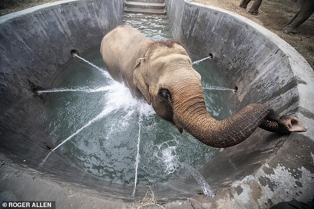 One beneficiary of the giant jet pool is Phoolkali, who looks at peace with the world while being soothed by cooling water