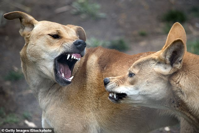 There were two separate dingo attacks on the popular K'Gari on Saturday.  Both visitors to the island were in tour groups