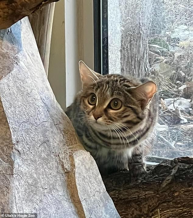 Gaia, a small, black-footed African cat, arrived in Utah from Glen Rose, Texas, last October after being born eight months ago in May