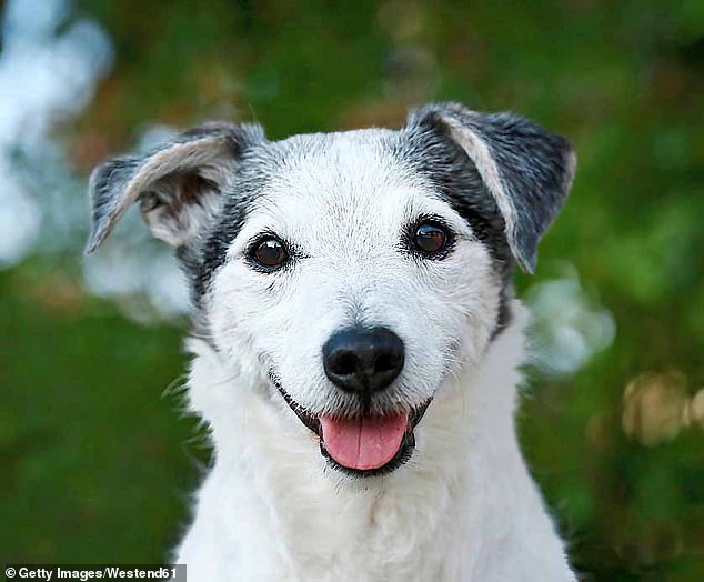 A man suffered a horrific ordeal in Germany this week when his dog 'about the size of a Jack Russel' bit off and ate his penis, police said.  Pictured: A file photo of a Jack Russell