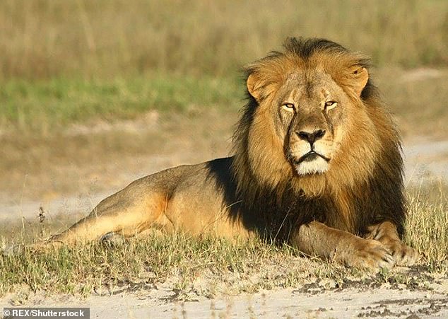 The man jumped into the fence and was mauled to death by a lion (File image)