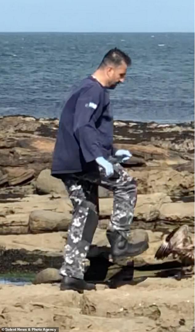 This is the shocking moment a 'rogue' RSPB guard stepped on the tail of a helpless seabird for 'four minutes' before finally killing it with a rock