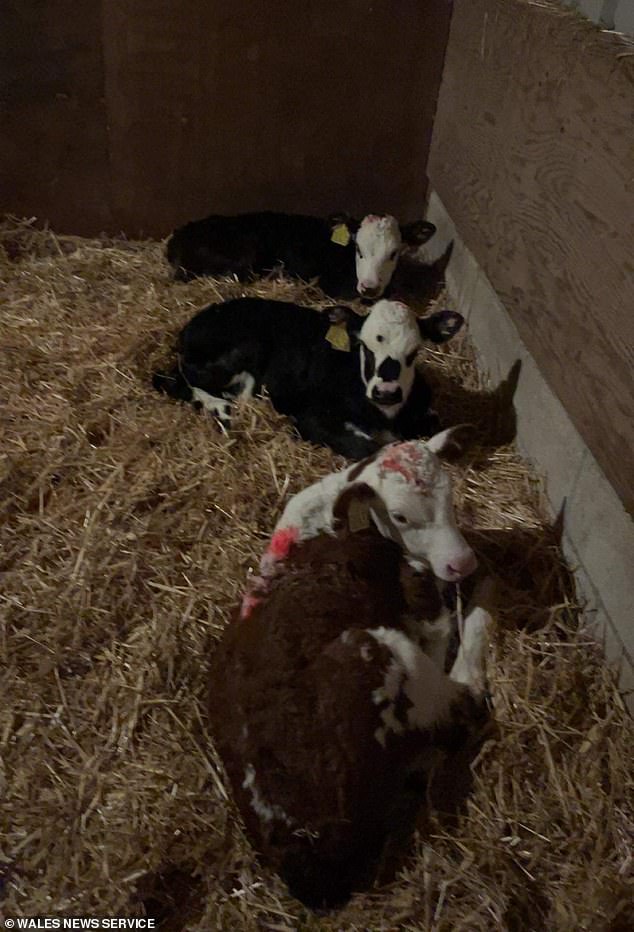 Although livestock are sometimes housed indoors in hot or wet weather, few farmers decide to bring them into their own homes.  Michael said they must have let themselves in (photo: cows in Michael's herd in an indoor stable)