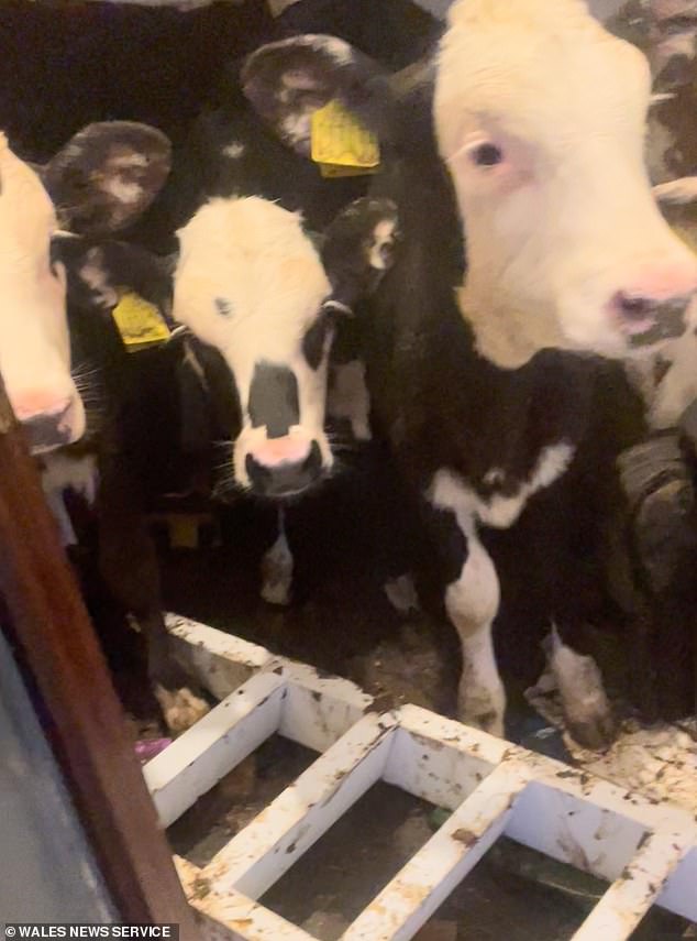 Farmer Michael Andrew, 19, is left in disarray by his herd of cows (pictured) after five of them decided to come in from the cold and cause chaos in his living room