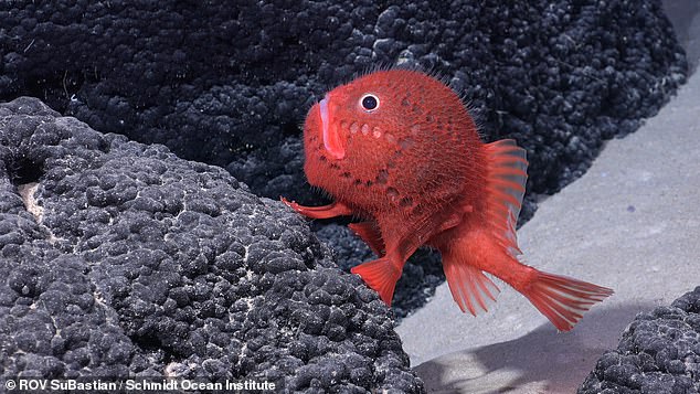 From deep-sea corals to lobsters, experts at the Schmidt Ocean Institute believe more than 100 new species are lurking down there.  In the photo: a Chaunax