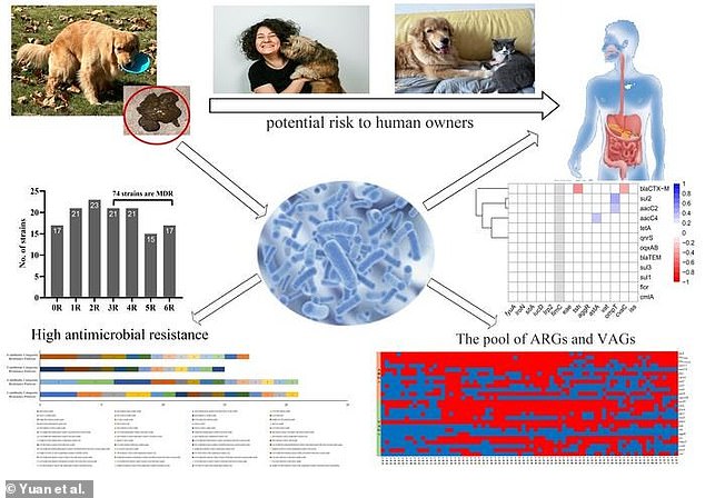 Dogs with diarrhea can shed multi-drug resistant E.coli in 5 out of 10 cases, posing potential risks to their human owners.