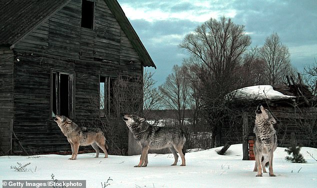 Wolves developed mutated genes from Chernobyl's high radiation levels, making them resistant to cancer