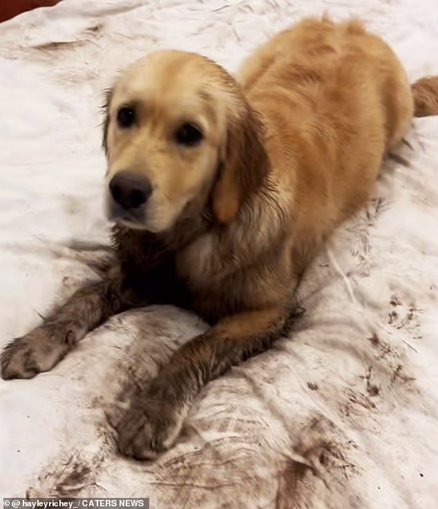 Hayley Richey, from South Brighton, Adelaide, came home to find her sofa destroyed and her living room covered in mud by her Golden Retriever, Remi.