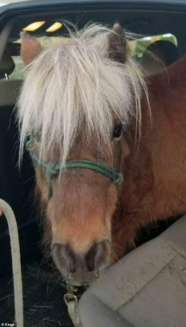 A miniature horse has been shot in Washington, the second horse reported to police in ten weeks