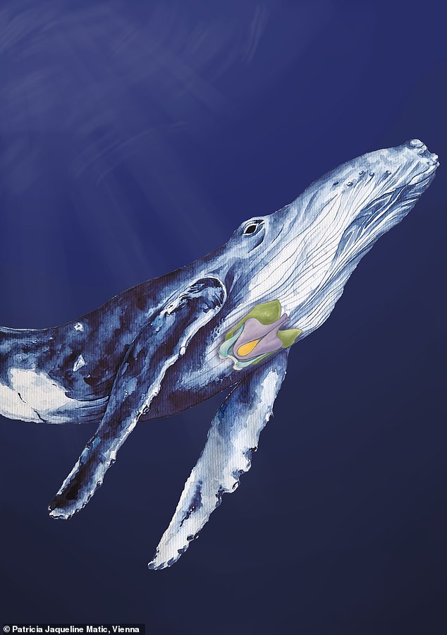 This painting of a humpback whale shows the cartilage of the animal's pharynx, part of the structures that produce sound