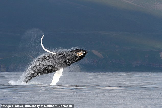 A humpback whale breaches near Bering Island, Kamchatka.  Humpback whales and other baleen whales produce sound by circulating air through a unique structure in their throats