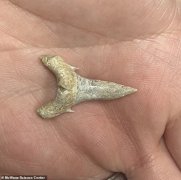 Scientists have found 17 tooth fossils at the Geological Survey in Tuscaloosa, Alabama