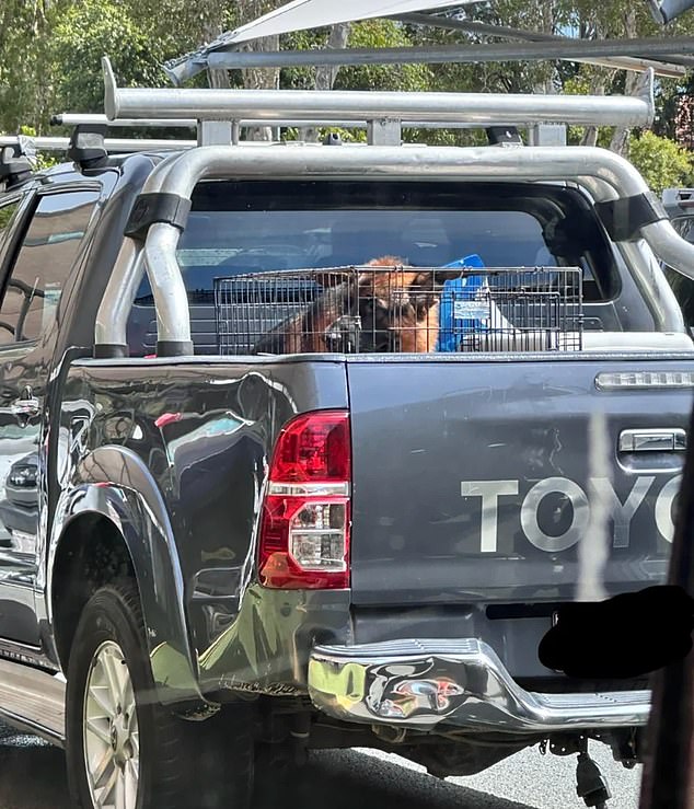 A woman leaving the busy Noosa Village shopping center was shocked to come across a panting German shepherd caged in the back of a Toyota ute.