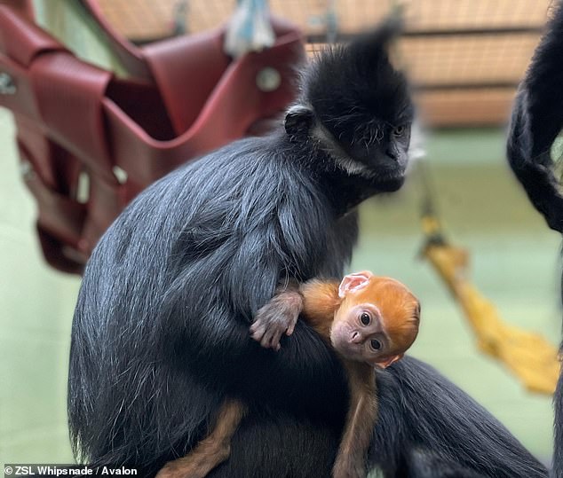 A baby monkey with bright orange fur and described by keepers as a 'ray of sunshine' has been born at a zoo in Bedfordshire