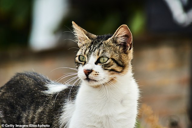 The unidentified resident is believed to have contracted the plague from his symptomatic cat, health officials said Wednesday