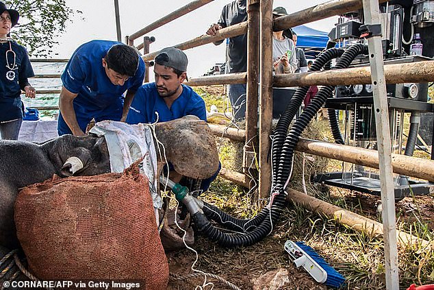 A Colombian government handout shows the $10,000 sterilization of a male hippopotamus in progress