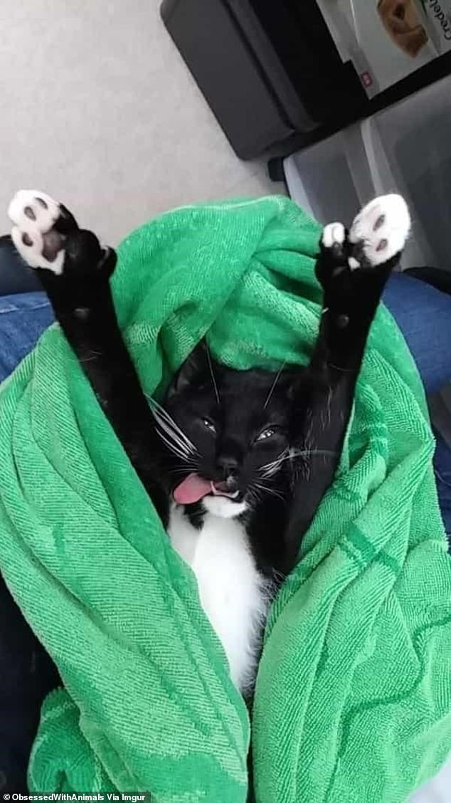 Paws up!  Pet owners from around the world have been sharing photos of their furry friends looking a little worse for wear after a trip to the vet, like this cat looking aloof