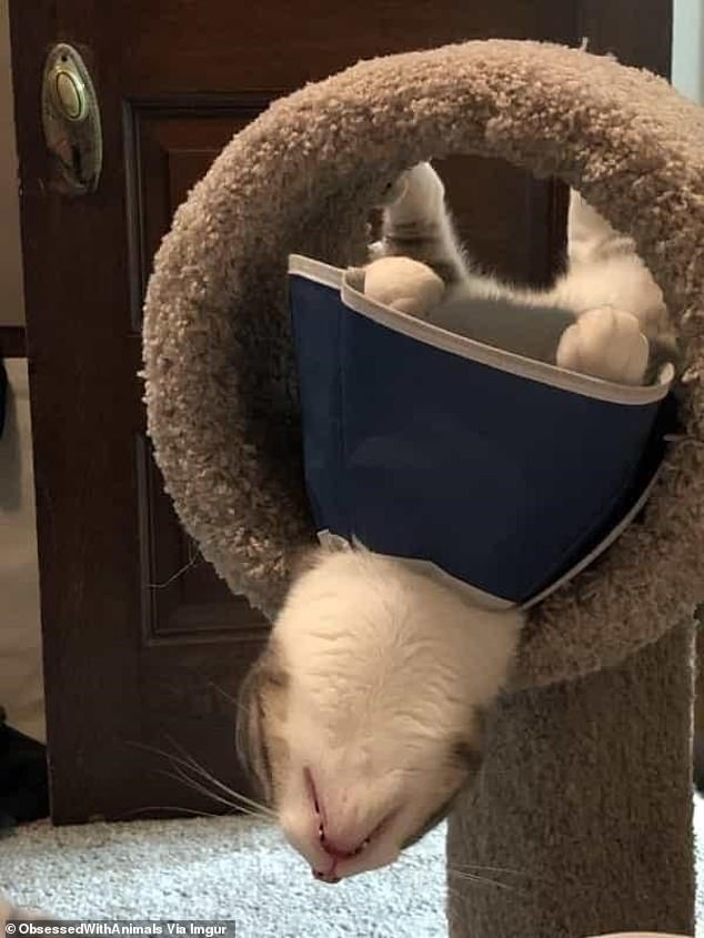 Which way is up?  This cat was sent home with a cone around his neck, but he managed to turn the protective measure inside out and appears to be upside down