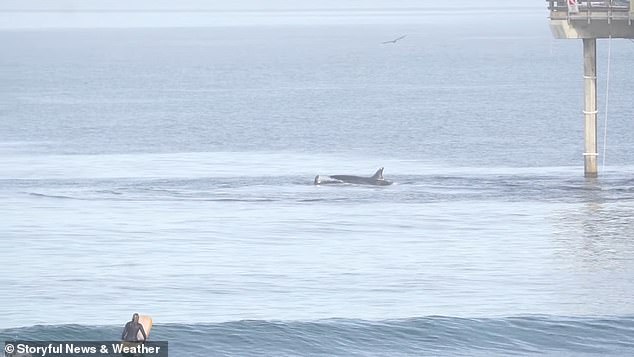 A surfer sees the group of killer whales rip apart a dolphin before the dead mammal sank into the water