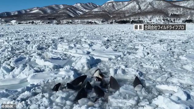 A group of about ten killer whales were spotted stuck in the ice in northern Japan.  Drone footage captured the struggling orcas trying to break free from the large ice chunks off the coast of Rausu