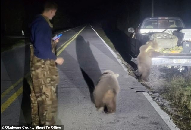 Officers just released the video after determining that the cubs had escaped from a local home and the owner is now facing a list of violations