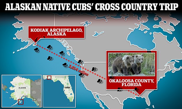 A pair of cubs, native to Alaska, were found on a back road in Florida, prompting an investigation into why the animals were more than 3,600 miles from home.