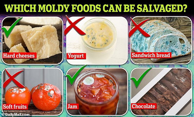 According to leading food experts, the general rule of thumb is to throw away your food if mold develops.  But some foods, such as hard cheeses and chocolates, can be saved by cutting a 1-inch perimeter around the mold