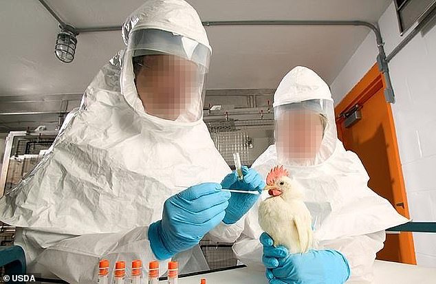 Revealed Us Is Working With Chinese Scientists To Make Bird Flu Strains More Contagious And 