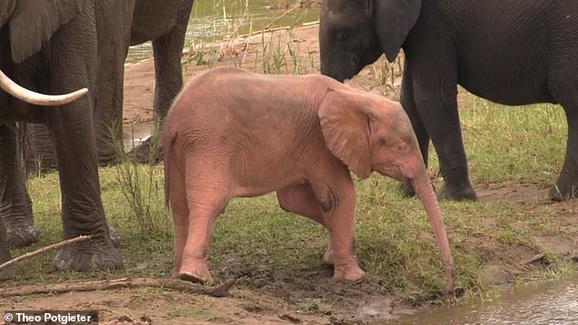 The roughly one-year-old pink elephant calf was born with albinism, wildlife biologists said, a rare genetic condition that stops the body's production of the skin pigment known as melanin — sometimes damaging a creature's eyesight and food-foraging skills.